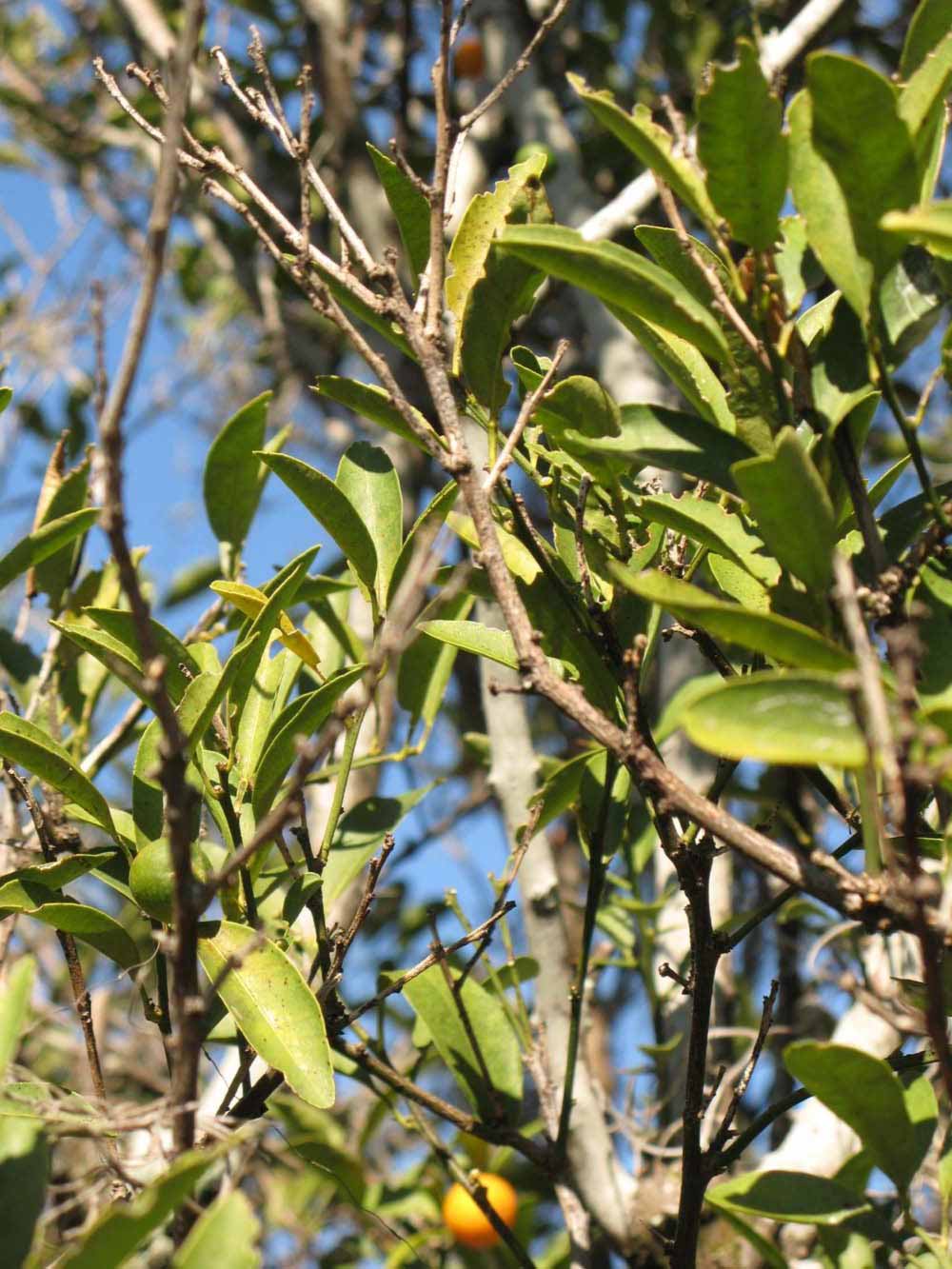            Sun leaves (Winter Haven, FL)   